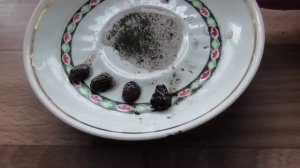 Семена момордики через полтора месяца после посева