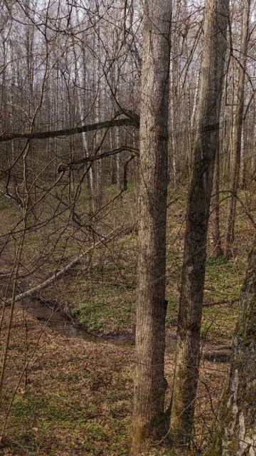 В лесу,
18.04.2026г.