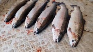 улов форели на 12,5 кг