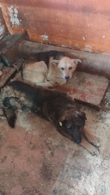 Посмотрите в их глаза, услышьте их крик..Они кидаются к людям за помощью, они ждут из последних сил.