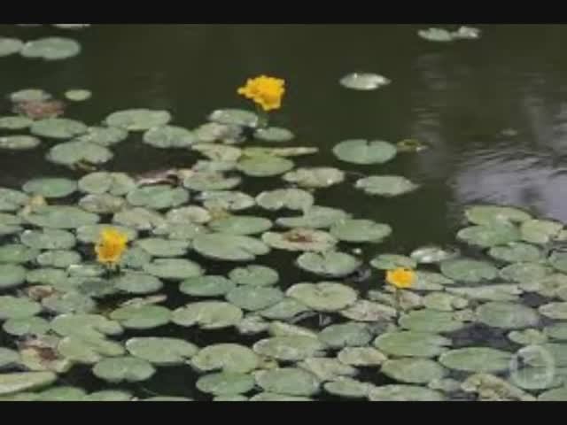 20 апреля - Акулинин день. Традиции и народные приметы