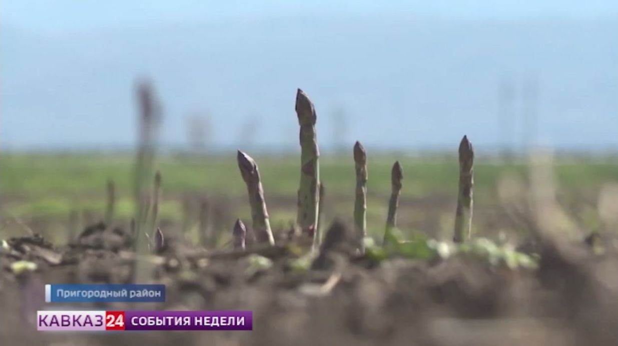 В Северной Осетии начался сезон сбора спаржи