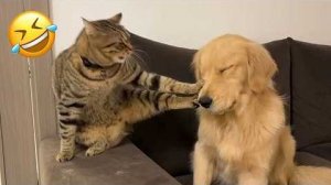 Смешные Кошки-Коты  😸Лучшие приколы с кошками и Животными😸 СОБАКИ😸 Животные- Смешные видео!