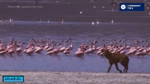 Горизонт ТВ 2