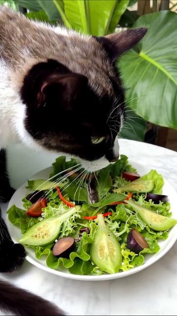 Свежий салат с овощами и приправами салат рецепты здороваяпища