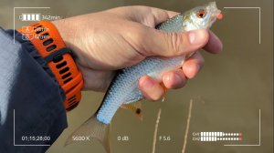 Мормышинг в массы!