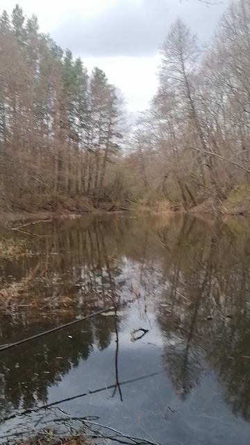 пение птиц + одна рыба