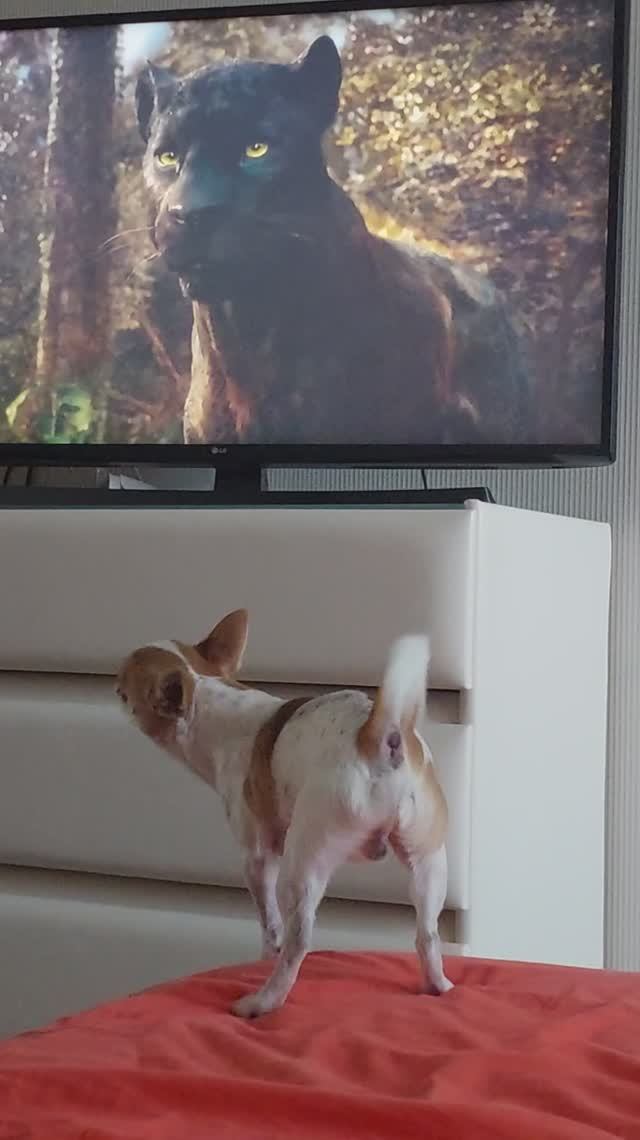 #ЧихуахуаРеди❤️МАУГЛИ)