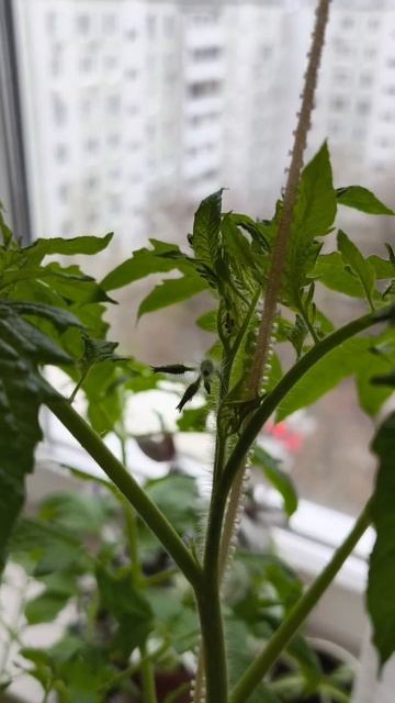 Рассада готова к посадке в открытый грунт.