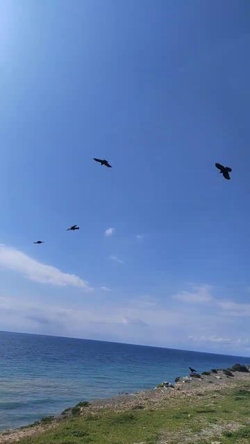 Красивый полет Воронов у моря