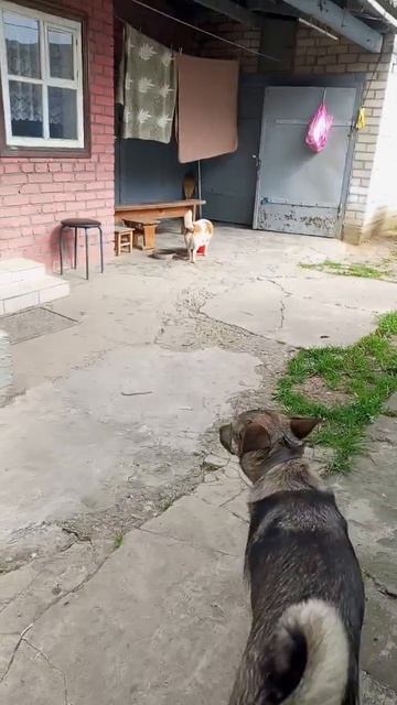 Кукленок и Баксик . Стали домашними.