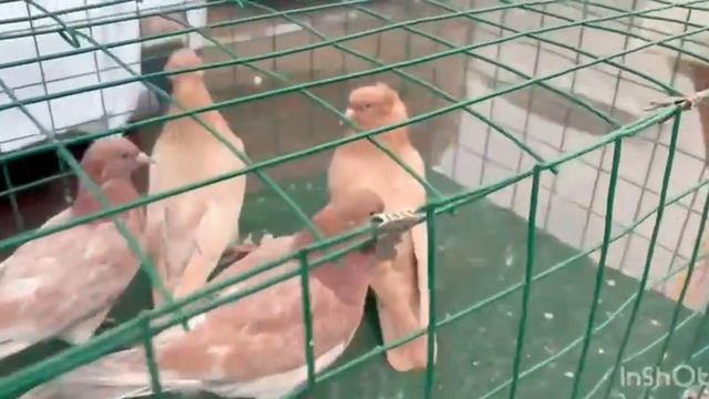 19.04.2026г Ярмарка Славянск на Кубани!!!