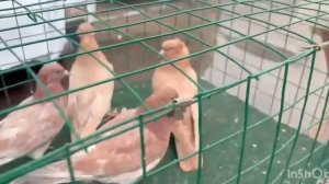 19.04.2026г Ярмарка Славянск на Кубани!!!