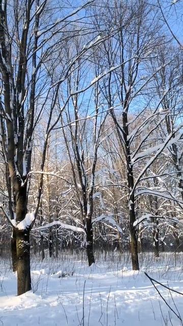 Зима в парке. 2026 г. 02