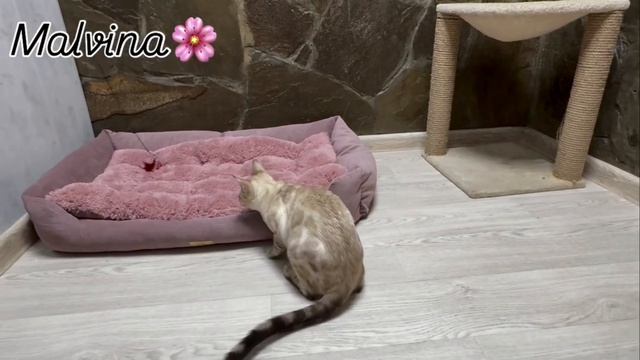 Мальвина Леопольд в питомнике Мирбелиссимо