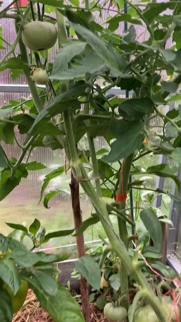 Мои томаты.