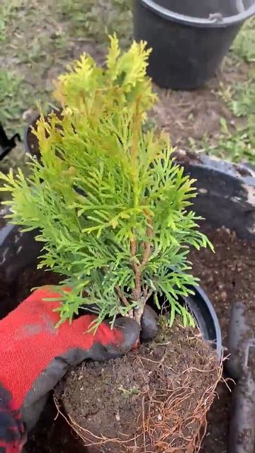 Туя смарагд перевалка