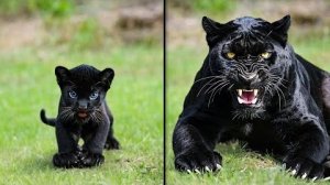 ДО И ПОСЛЕ ВЗРОСЛЕНИЯ. НЕВЕРОЯТНЫЕ ТРАНСФОРМАЦИИ ЖИВОТНЫХ