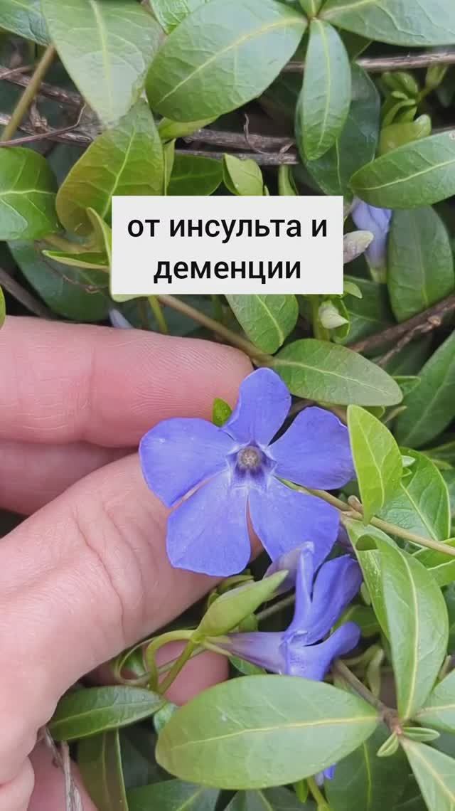 от инсульта и деменции