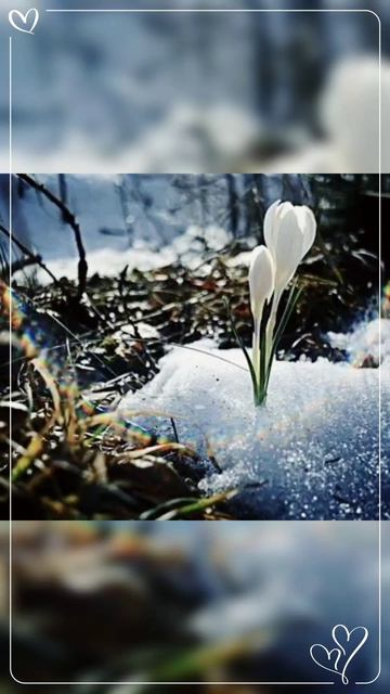 Романтический сон 