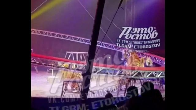 Тигр выпрыгнул с арены и побежал в зрительские ряды в цирке в Ростове-на-Дону.