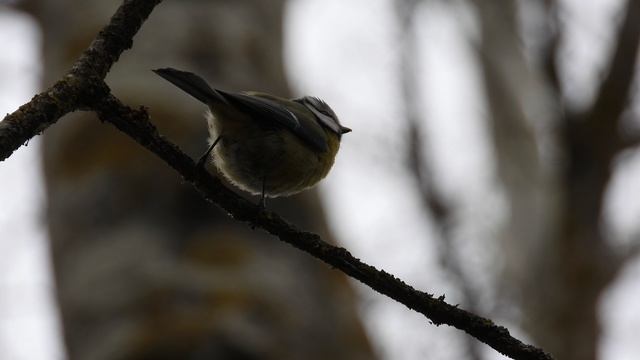 Лазоревка поёт, песни птиц, Новгородская область, Перынский скит, 19 апреля 2026