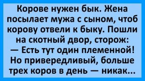 Анекдоты | Корову отвели к быку... | Анекдоты смешные | Юмор