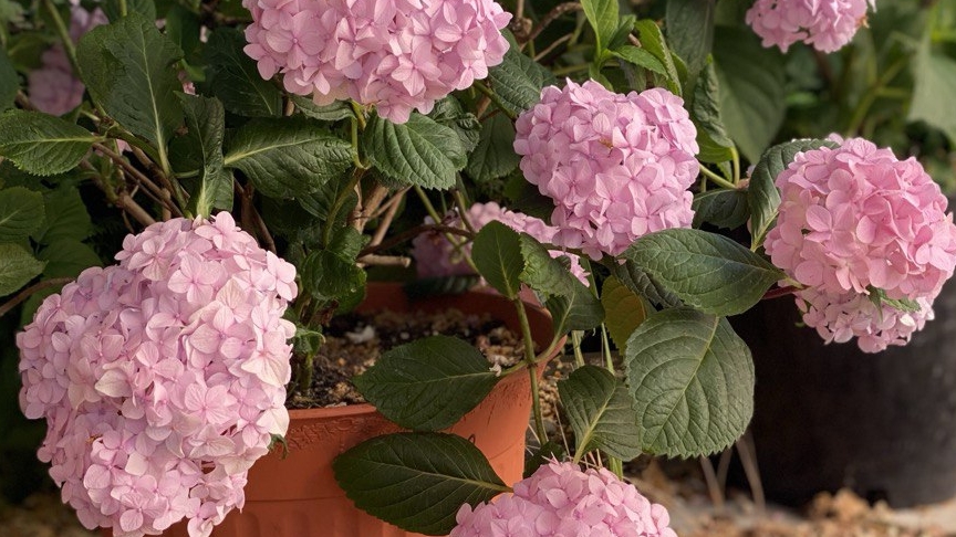 Обзор крупнолистных Гортензий