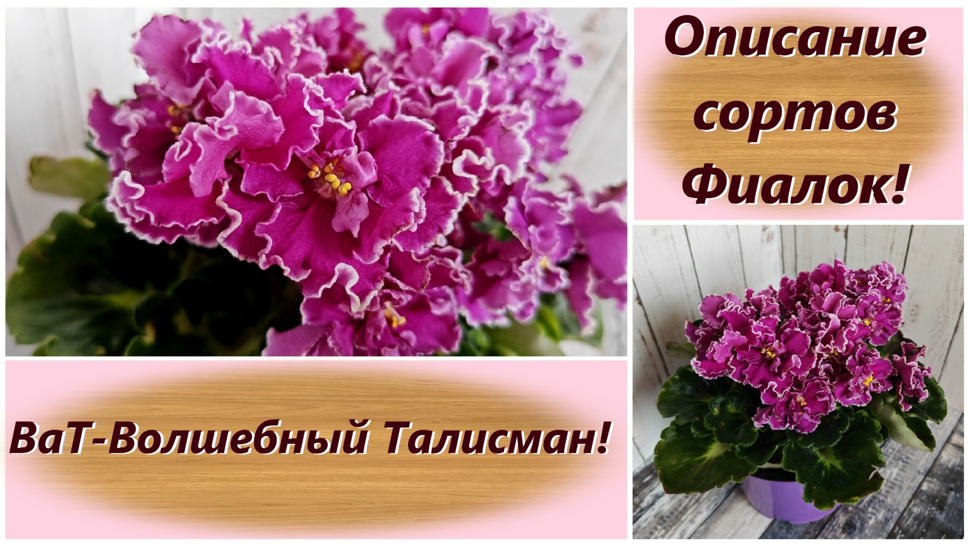 Описание сортов Фиалок! ВаТ-Волшебный Талисман!