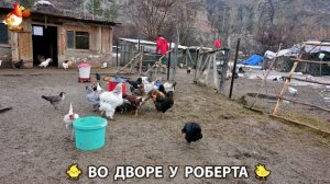 Содержание кур в домашних условиях и других птиц во дворе у Роберта 🐣🐤🦆🐔🪿🦃 (472)