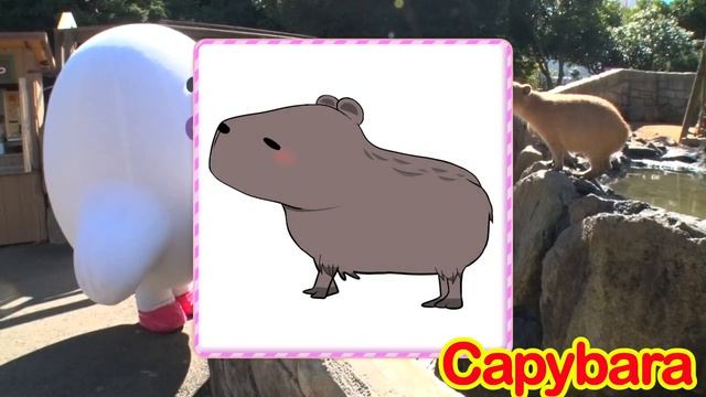 Push's Dice Trip!!  Musical Instrument  Puppet  PushBaby Official