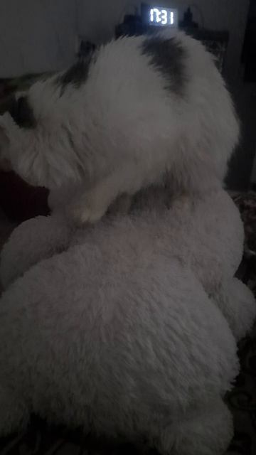 Эх Вася Вася!