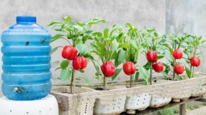 Люди смеются и критикуют мой способ выращивания болгарского перца