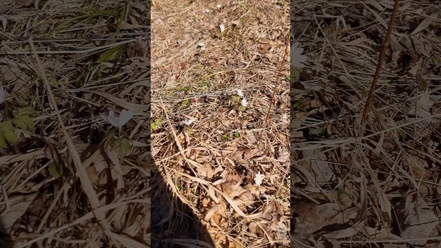 покатушка на 