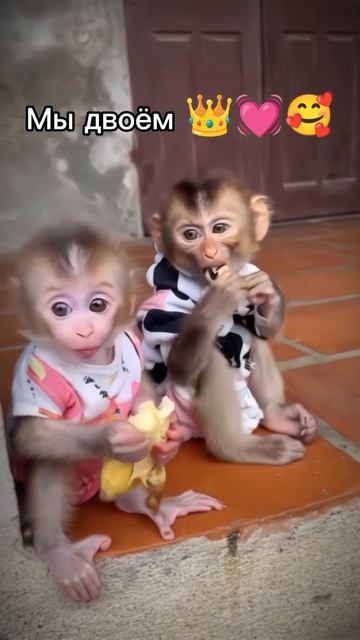 Мы две обезьянки 🥰💓👑 #Активбольшой #рекомендации #рекомендации #fypシ゚ #пустьзалетит #активбольшой