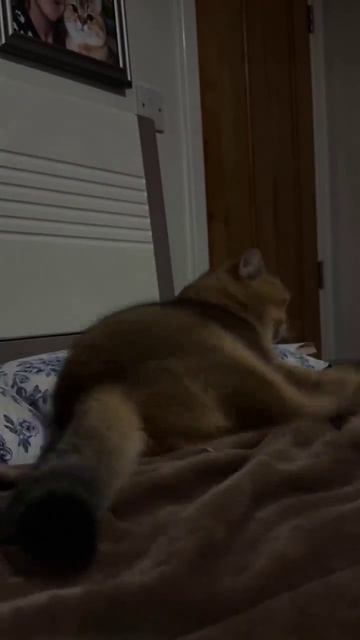 Kitten Sneaks A Phone, Nearly Busted!