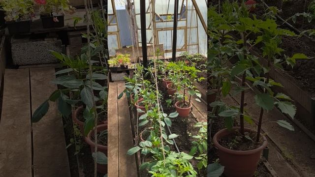 19 апреля #теплица #дача #садоводничество #огород #уходзатеплицей
