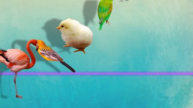 PushBaby Best Treasure Box Vol.53  10min Compilation PushBaby Official