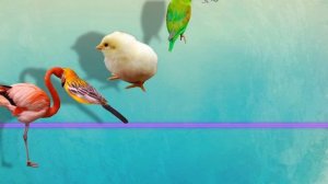 PushBaby Best Treasure Box vol.53  10min Compilation PushBaby Official