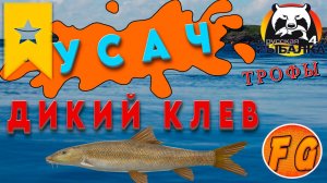 ДИКИЙ КЛЕВ УСАЧА. Трофейный Усач. Русская рыбалка 4. оз. Медвежье клев Усача. рр4. Russian Fishing 4