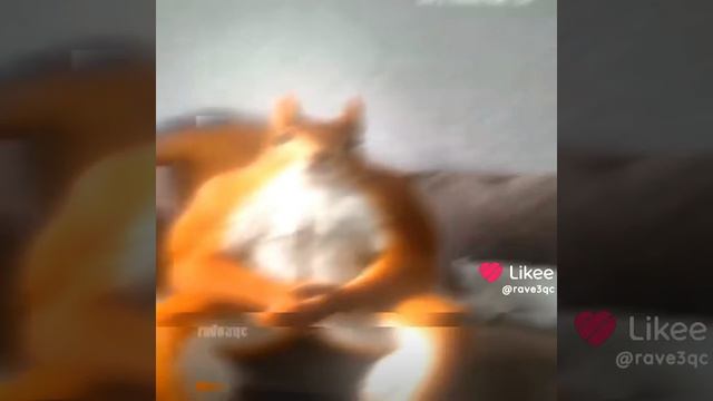 Белочка эдит