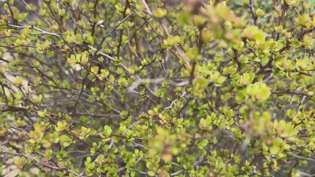 Работы в саду и огороде, радости и огорчения, первые посадки овощей