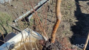 саженцы из магазина