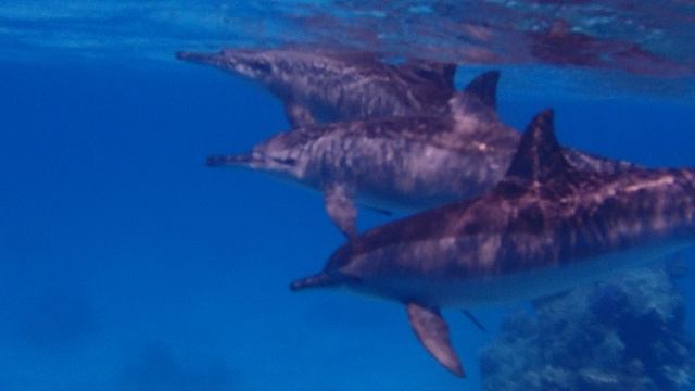 Дельфины в Вади Гемаль,Марса Алам,Красное Море.Египет.04/2026.