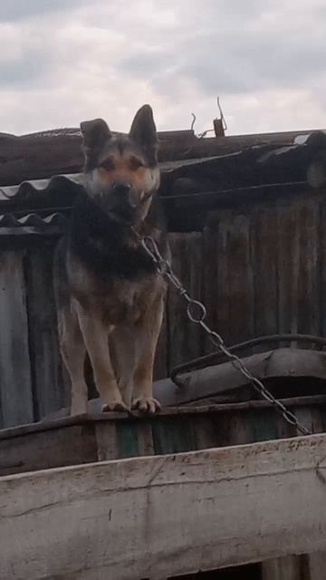 Гуляю и встретила подруга