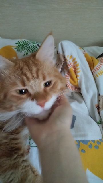 Ничего особенного