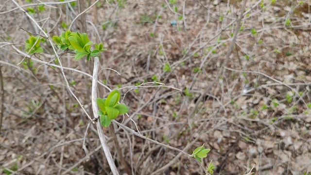 19-04-2026 листья распускаются в деревне