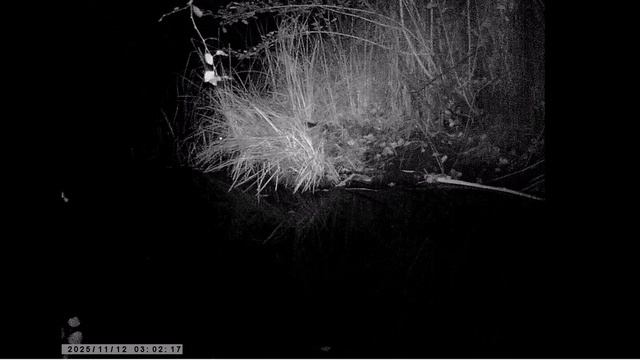 Бобр, енотовидная собака, утки