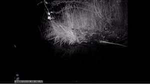 Бобр, енотовидная собака, утки