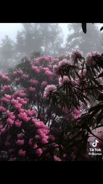 v1c044g50000d6rd3vvog65tv66j9kg0